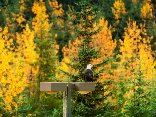 Haines  Alaska / USA Bald Eagle Preserve Private Cruise Excursion Prices
