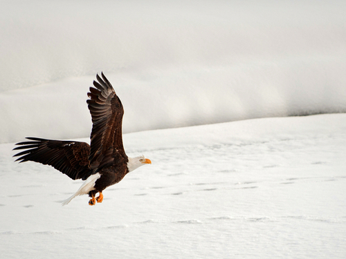 Haines  Alaska / USA Rafting boat Private Tour Prices