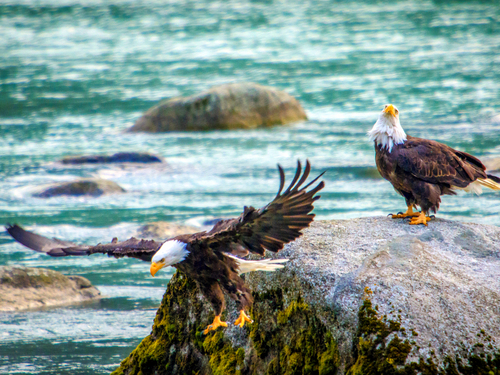 Haines Bald Eagle Preserve Private Trip Booking
