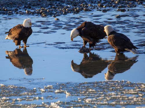 Haines Chilkat Rafting Private Tour Cost