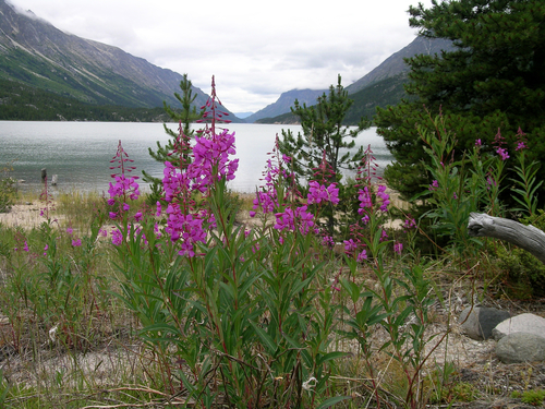 Haines Alaska Wildlife viewing Trip Cost