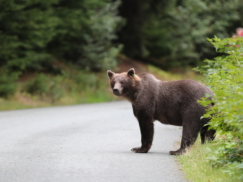 Haines Alaska Wildlife viewing Trip Reviews