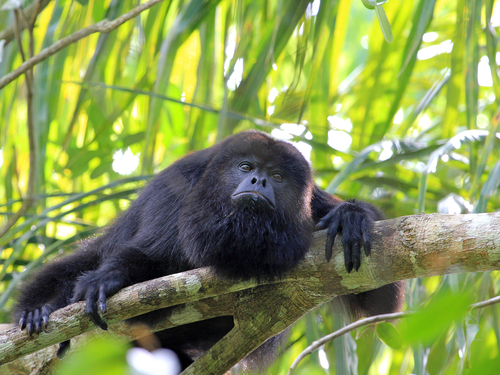 Belize  Belize City Howler monkeys Reservations
