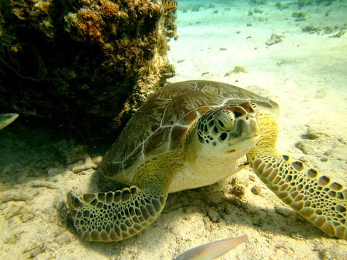 Harvest Caye Belize Coral Cruise Excursion Reservations