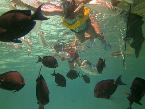 Harvest Caye  Belize Coral Reef Tour Reviews