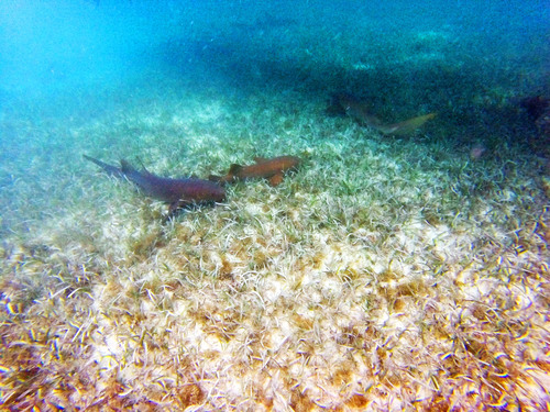 Harvest Caye  Belize Coral Reef Trip Tickets