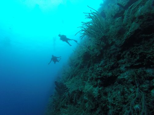 Harvest Caye Belize Coral Scuba Diving Tour Reservations