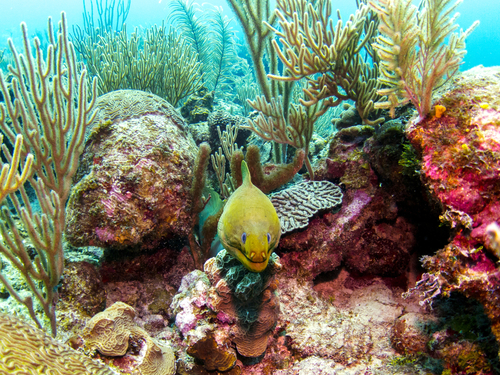 Harvest Caye Belize Discover Scuba Scuba Diving Excursion Reservations