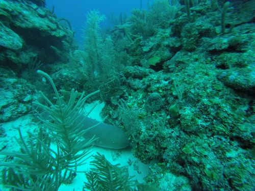 Harvest Caye Belize Discover Scuba Shore Excursion Reservations
