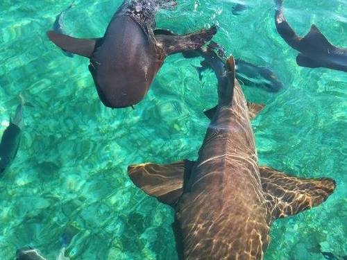 Harvest Caye  Belize Harvest Caye Trip Prices