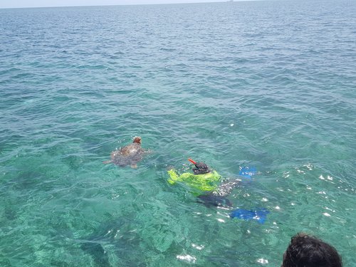 Harvest Caye  Belize Marine Life Shore Excursion Tickets
