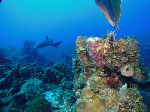 Harvest Caye Belize National Park Scuba Diving Tour Tickets