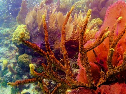 Harvest Caye  Belize Snorkel adventure Cruise Excursion Cost