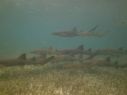 Harvest Caye  Belize Snorkel adventure Shore Excursion Cost