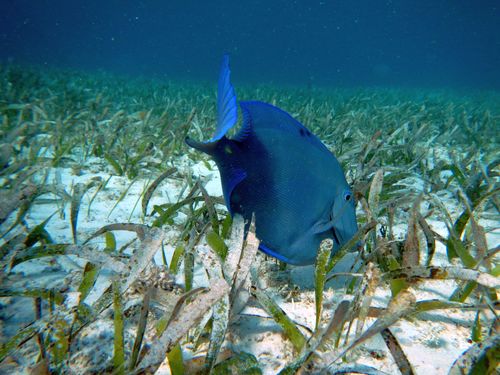 Harvest Caye  Belize Snorkel adventure Shore Excursion Prices