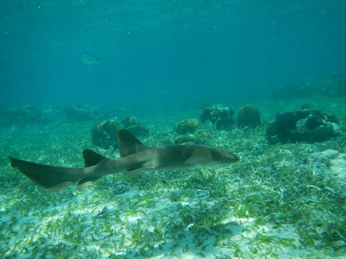 Harvest Caye  Belize Snorkel adventure Shore Excursion Reservations