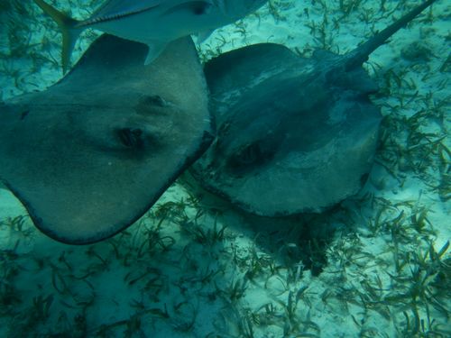 Harvest Caye  Belize Snorkeling Excursion Excursion Reviews