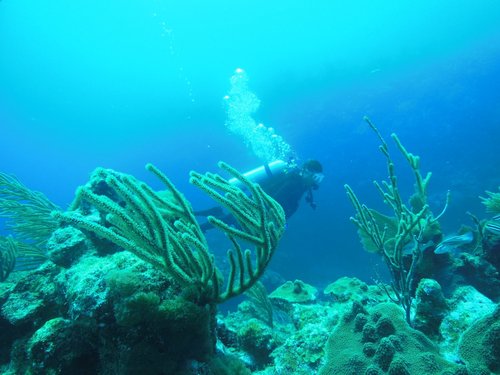 Harvest Caye Belize Tropical Fish Scuba Diving Tour Prices
