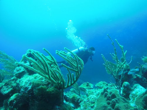 Harvest Caye Belize Tropical Fish Scuba Diving Tour Prices
