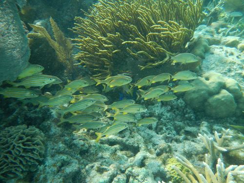 Harvest Caye Coral Reef Tour Reservations