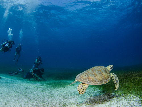 Harvest Caye Discover Scuba Cruise Excursion Tickets