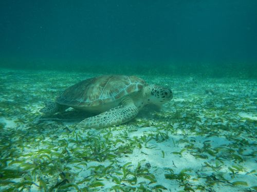 Harvest Caye Harvest Caye Trip Cost