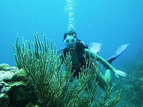 Harvest Caye Laughing Bird Caye Scuba Diving Tour Reservations