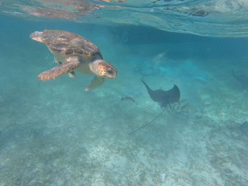 Harvest Caye Marine Life Tour Cost