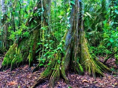 Harvest Caye Mayan Village Excursion Prices