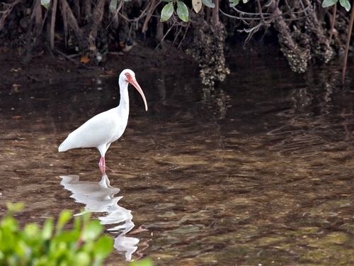 Harvest Caye Nature Walking Cruise Excursion Prices