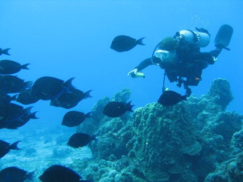 Harvest Caye Scuba Diving Shore Excursion Cost