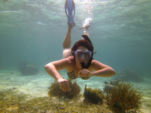 Harvest Caye Snorkel adventure Cruise Excursion Reservations