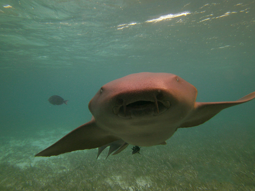 Harvest Caye Snorkel adventure Excursion Booking