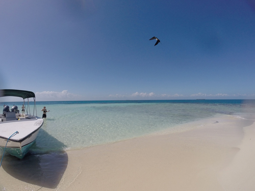Harvest Caye Snorkeling Excursion Tour Prices
