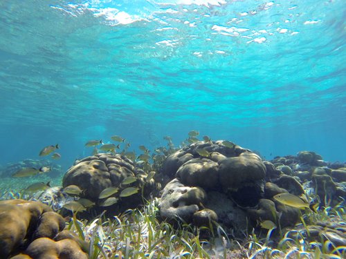 Harvest Caye Swimming Excursion Tickets