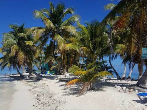 Harvest Caye Tropical Fish Scuba Diving Tour Prices