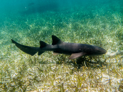 Belize City shark alley snorkel Trip Prices