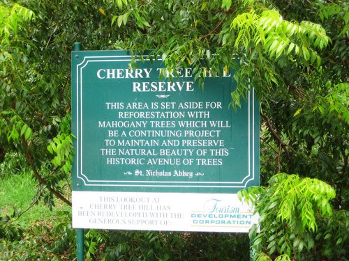 Barbados Cherry Tree Hill Prices