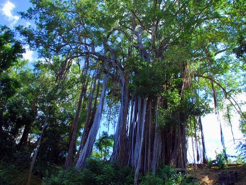 St. Lucia coconut plantation Trip Reviews