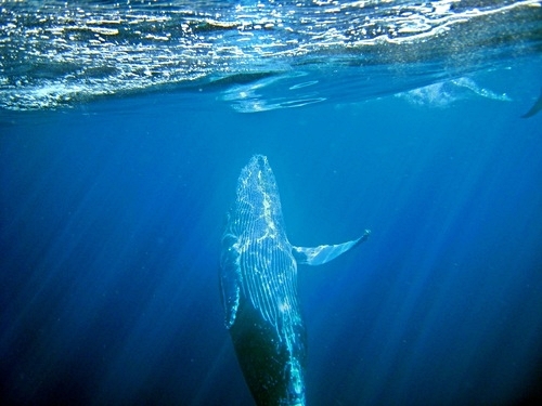 Grand Turk humpback whale Trip Reservations