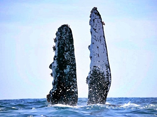 Grand Turk whale watching Trip Prices