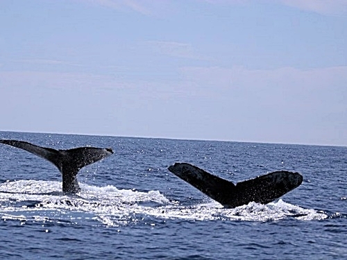 Turks and Caicos whale watching Tour Reviews