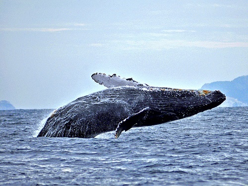 Mazatlan Mexico whale watching Cruise Excursion Reviews