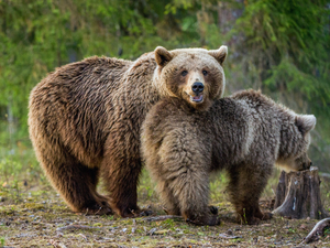 Icy Strait Exclusive Wildlife and Bear Excursion