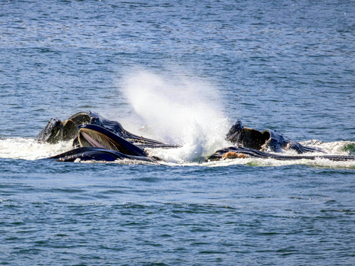 Icy Strait (Hoonah) eagle Cruise Excursion Prices