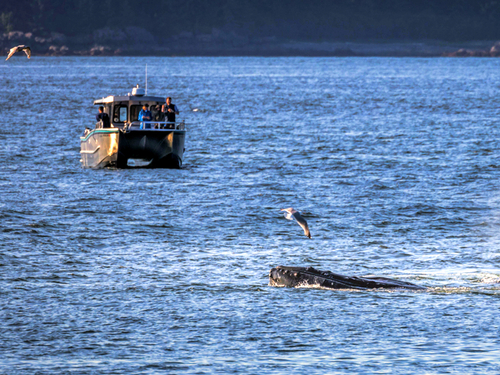 Hoonah Humpback whale Trip Booking