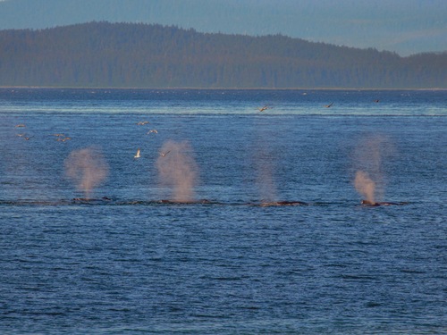 Icy Strait  Shore Excursion Tickets