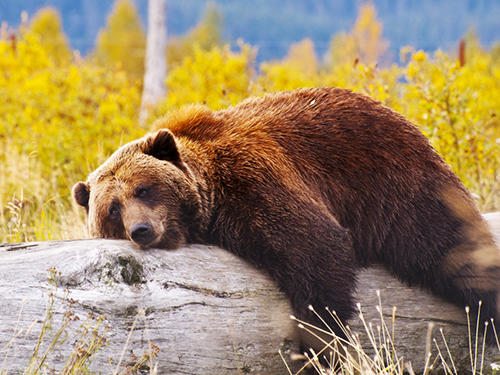 Icy Strait (Hoonah) Alaska / USA eagle Tour Prices