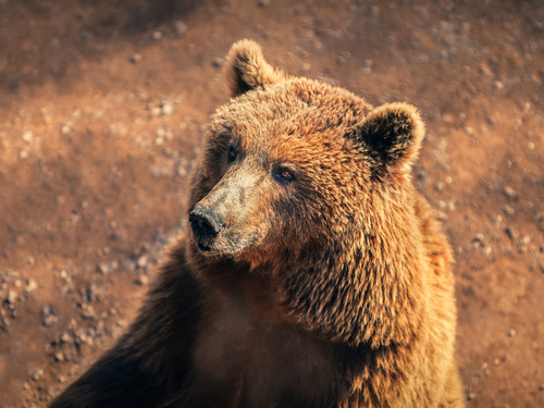 Icy Strait (Hoonah) Alaska / USA nature walk Tour Reviews