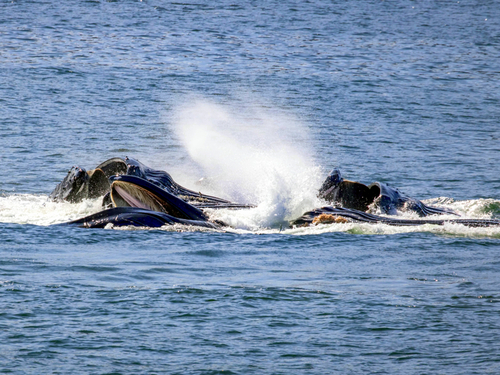 Icy Strait whale watching Cruise Excursion Booking